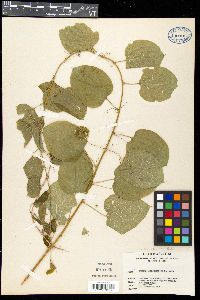 Smilax lasioneura image