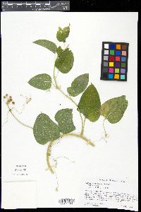 Smilax lasioneura image