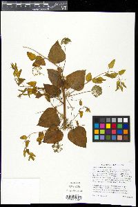 Smilax lasioneura image