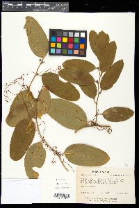 Smilax laurifolia image