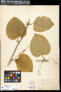 Smilax tamnoides image