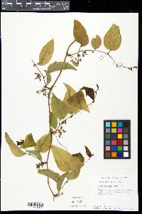 Smilax walteri image