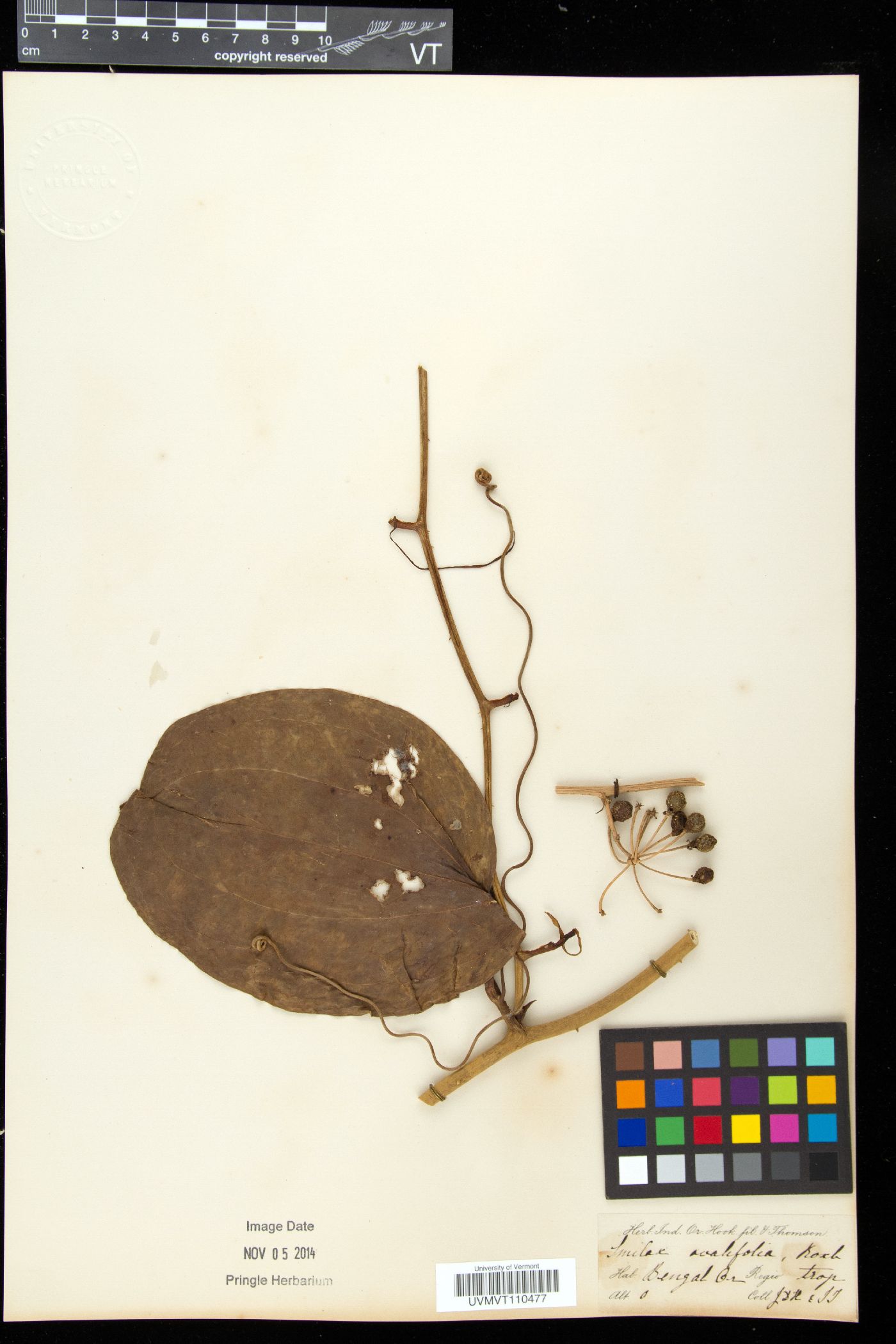 Smilax ovalifolia image