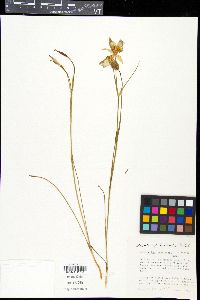 Calochortus gunnisonii image