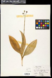 Clintonia borealis image