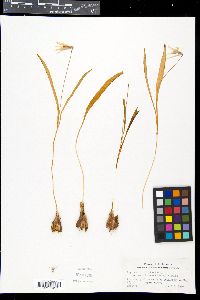 Erythronium albidum image
