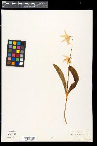 Media resource of Erythronium citrinum