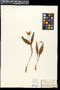 Erythronium dens-canis image