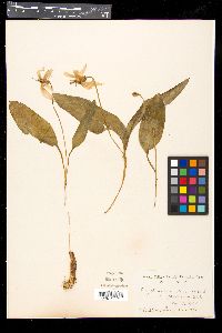 Erythronium dens-canis image