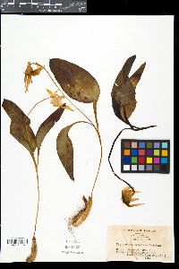 Erythronium japonicum image