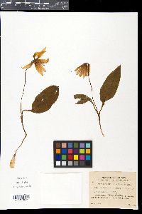 Erythronium japonicum image