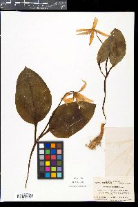 Media resource of Erythronium japonicum