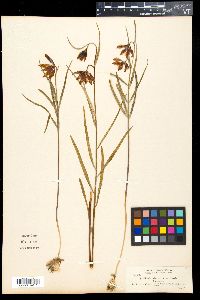 Fritillaria atropurpurea image