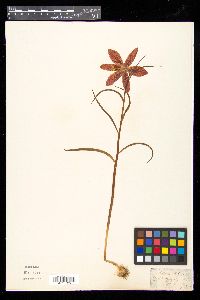 Fritillaria meleagris image