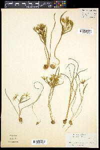 Gagea minima image