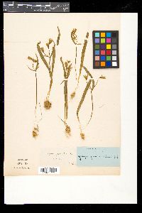 Gagea lutea image