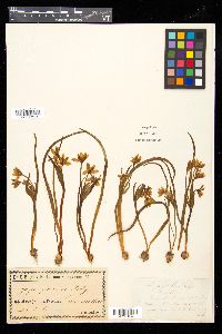 Gagea bohemica image