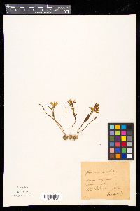 Gagea bohemica image