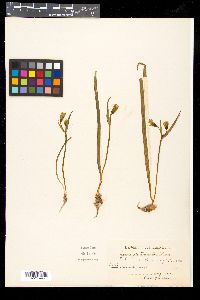 Gagea pratensis image