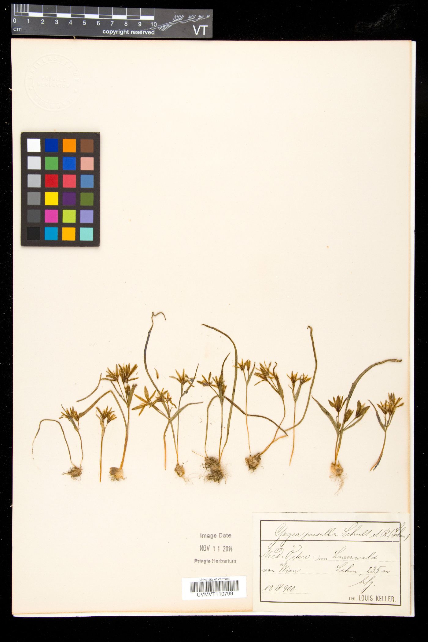 Gagea pusilla image