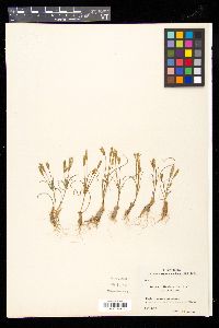 Gagea reticulata image