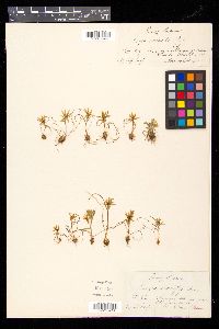 Gagea bohemica image