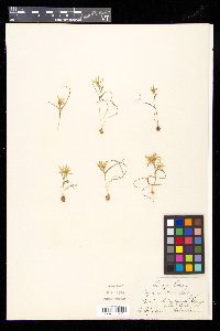 Gagea bohemica image