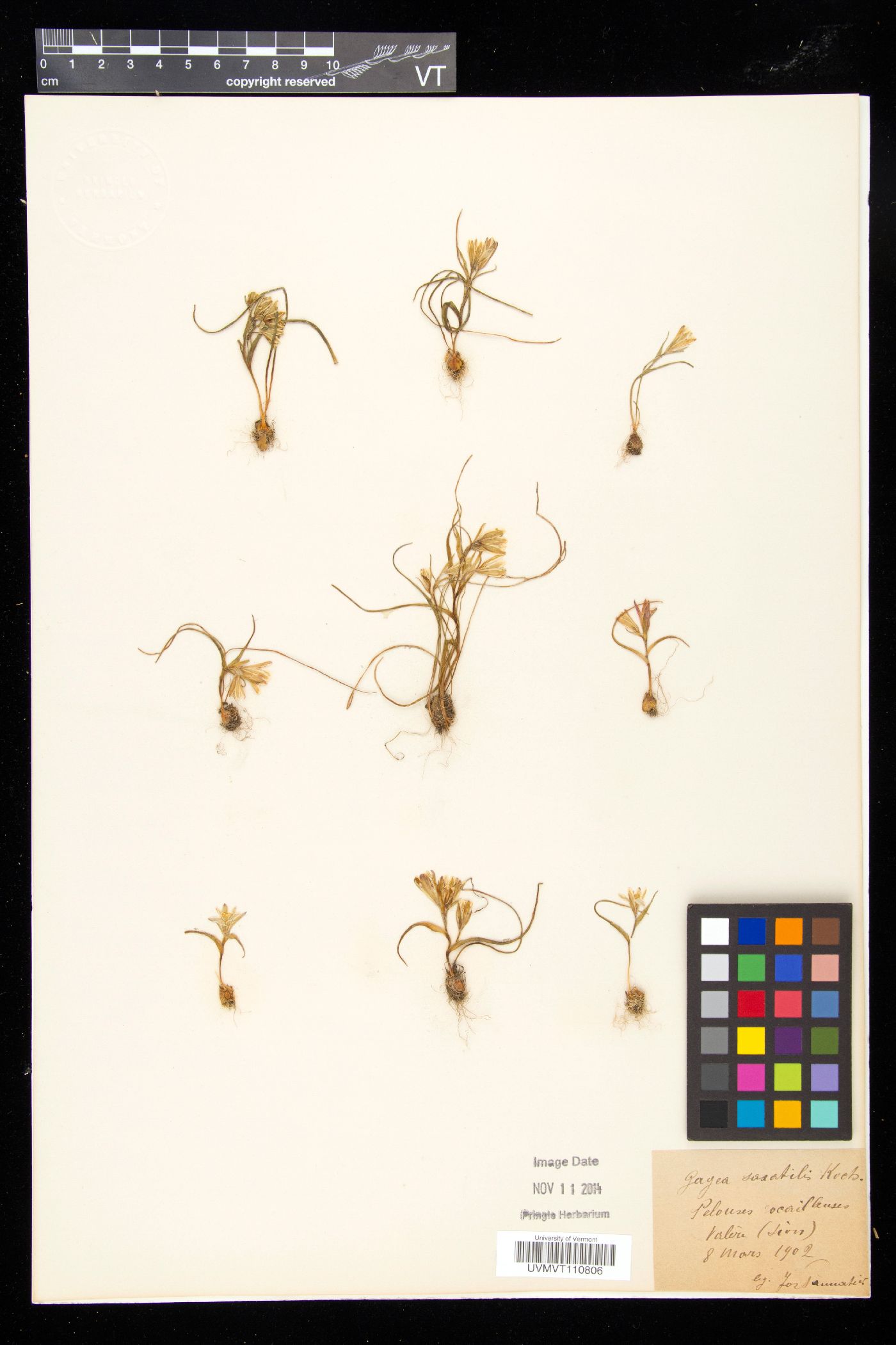 Gagea bohemica image