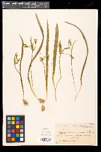 Gagea lutea image