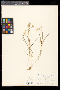 Gagea triflora image