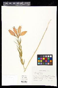 Lilium philadelphicum image