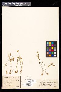 Gagea minima image