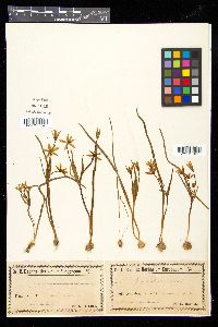 Gagea liotardii image