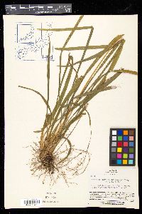 Liriope muscari image