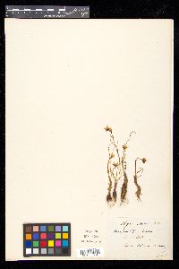 Gagea serotina image