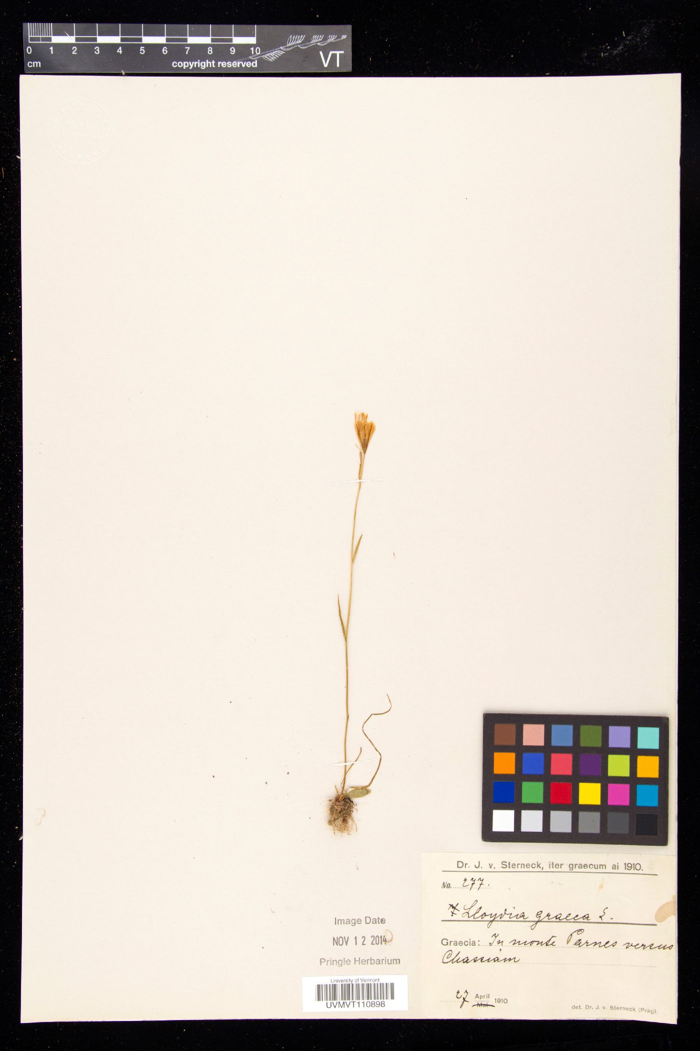 Gagea graeca image