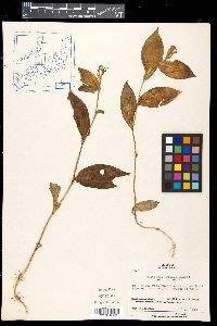 Media resource of Tricyrtis affinis