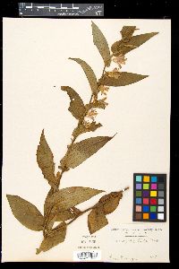 Tricyrtis hirta image