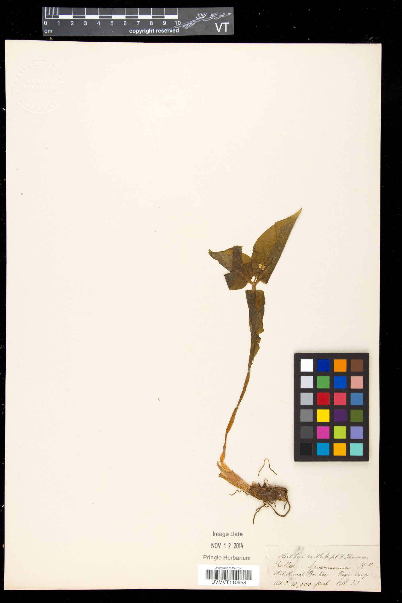 Trillidium govanianum image