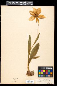 Tulipa gesneriana image