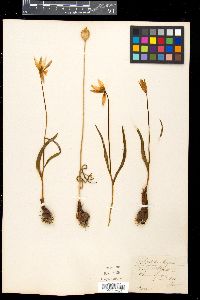 Tulipa celsiana image
