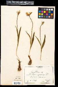 Tulipa celsiana image
