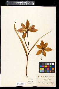 Tulipa maleolens image