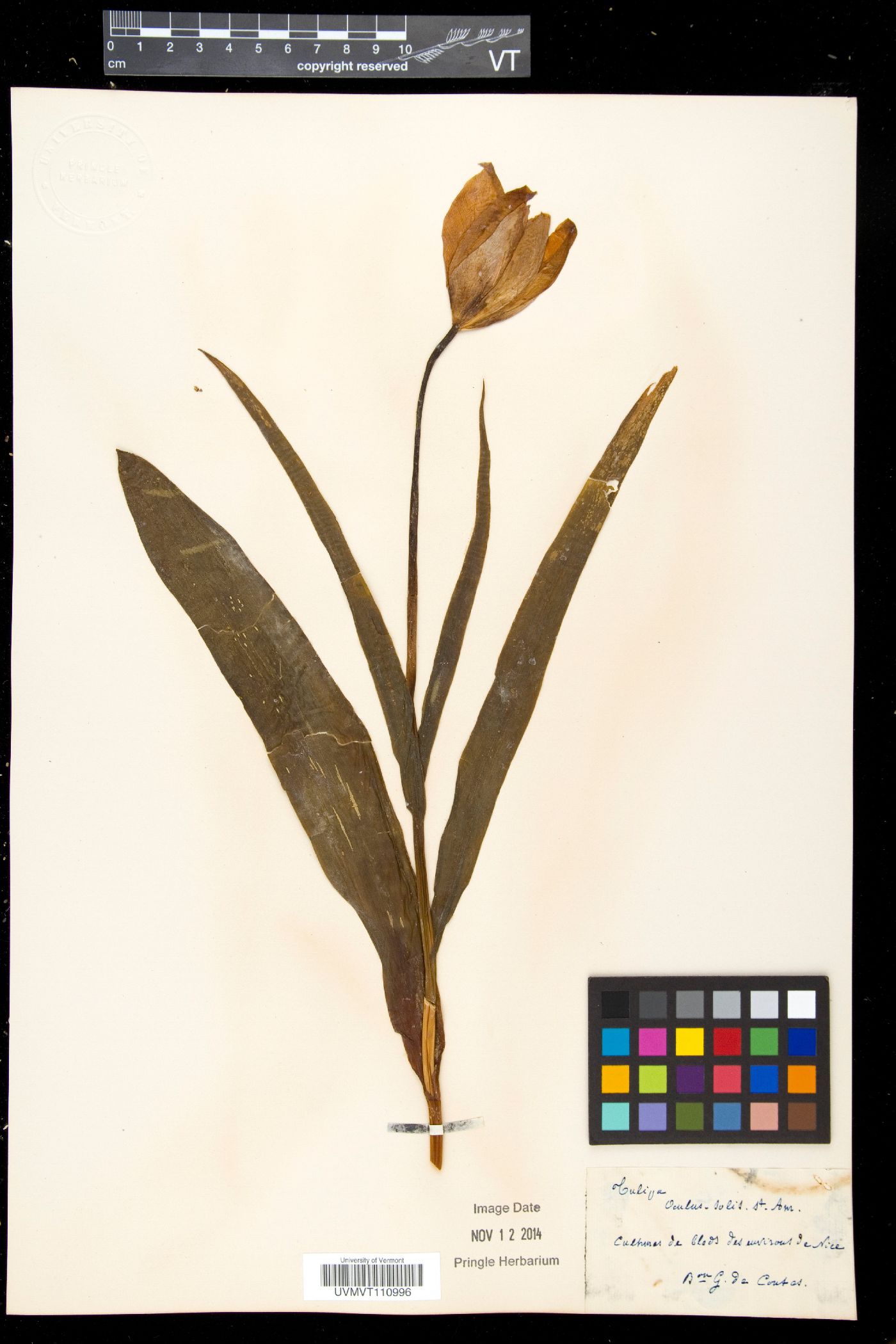 Tulipa oculus-solis image