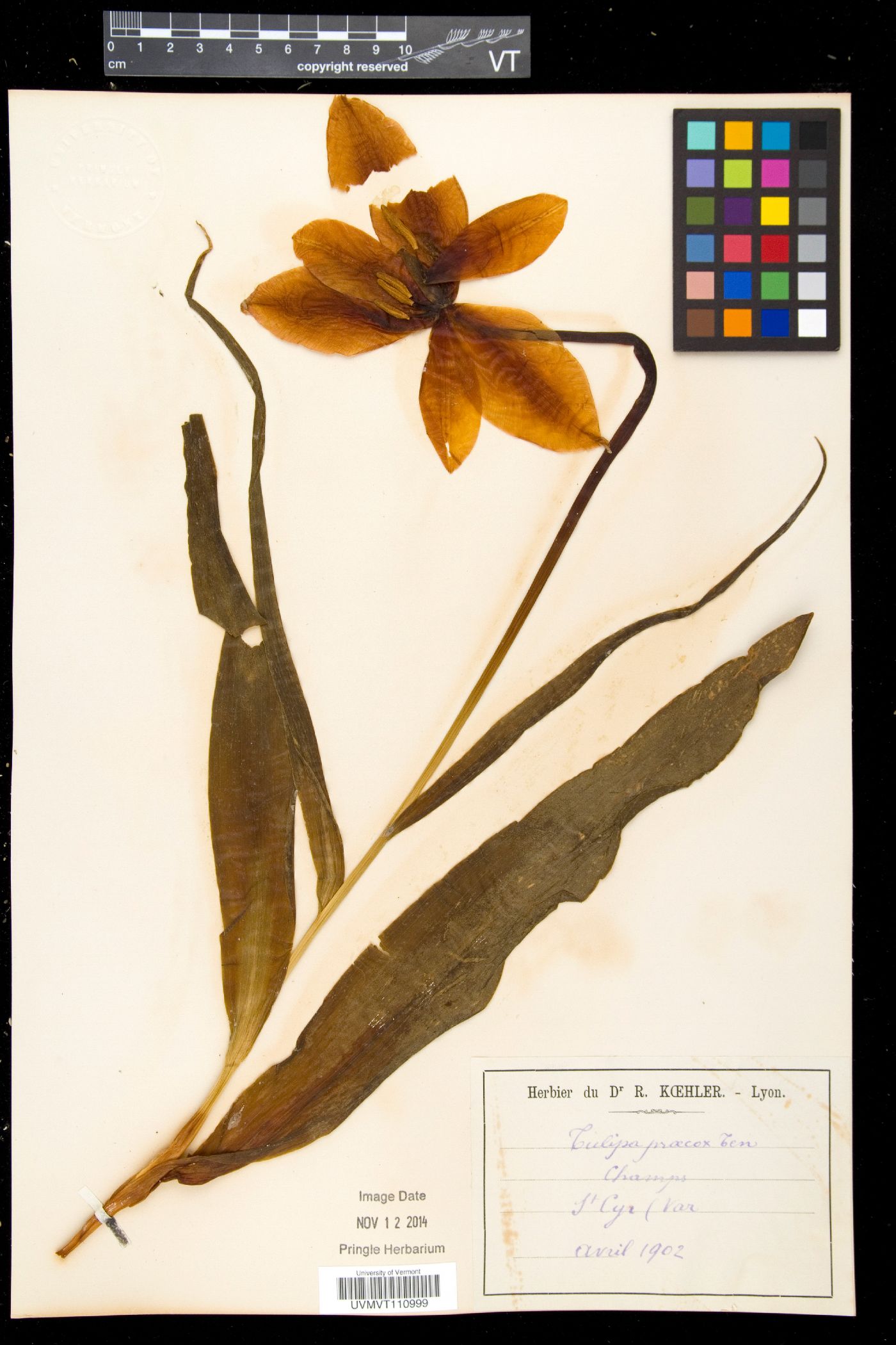 Tulipa agenensis image