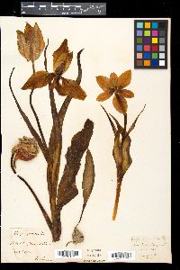 Media resource of Tulipa agenensis