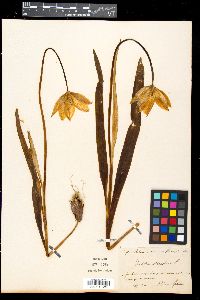 Tulipa sylvestris image