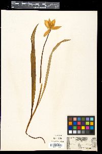 Tulipa sylvestris image