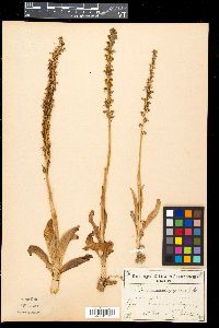 Aceras anthropophora image