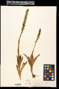 Media resource of Aceras anthropophora